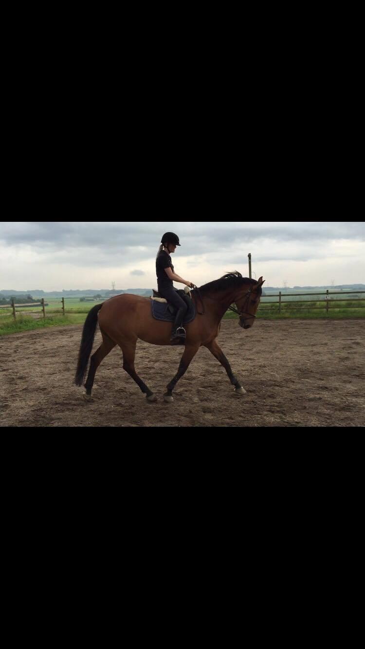 Dansk Varmblod Malu - S billede 8