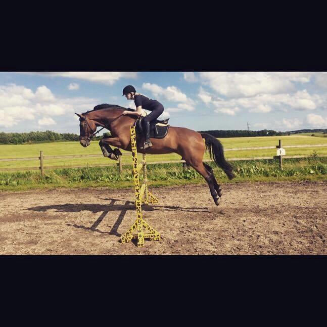 Dansk Varmblod Malu - S billede 1