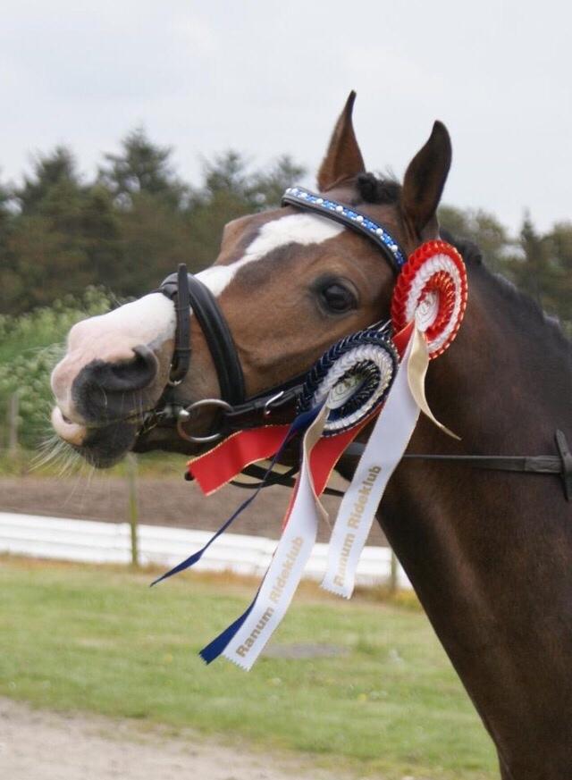 DSP Gondeur billede 4