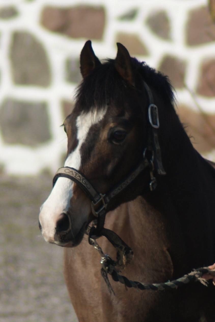 DSP Gondeur billede 13