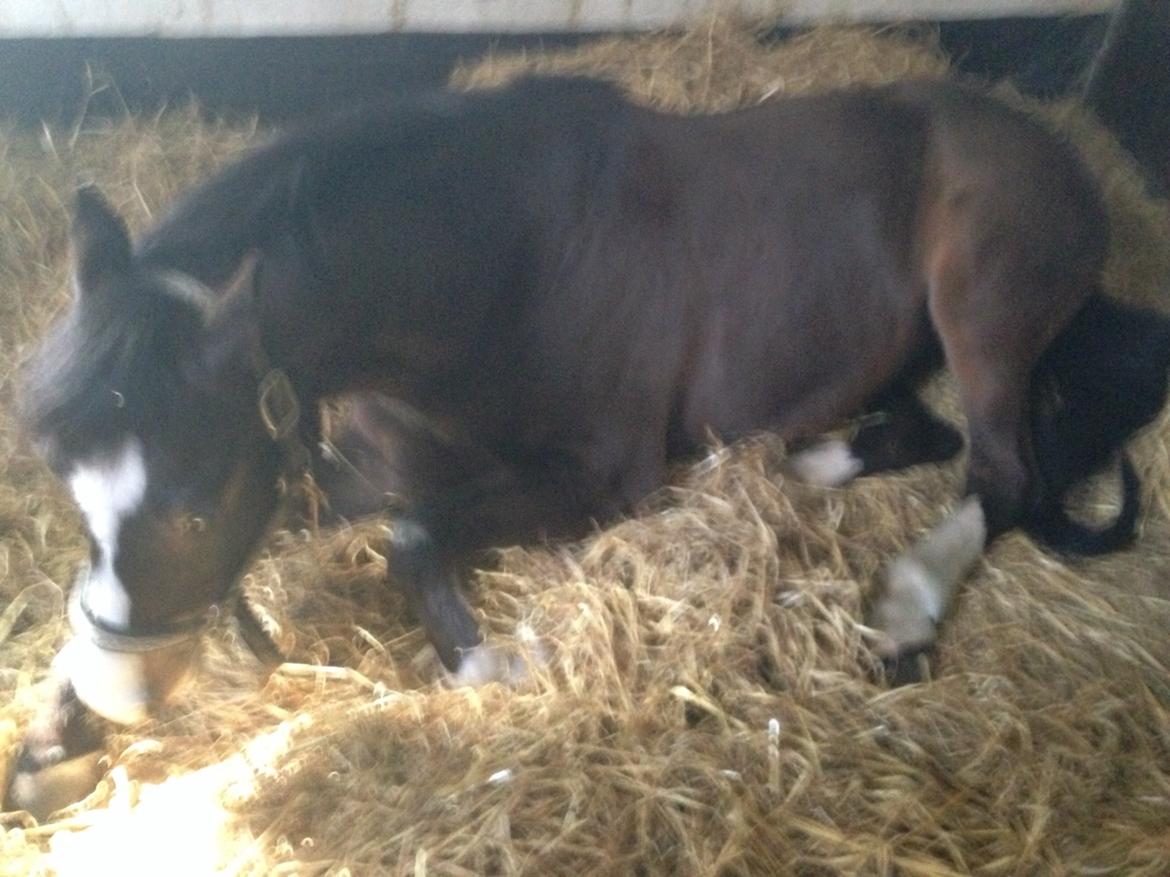 DSP Gondeur billede 17