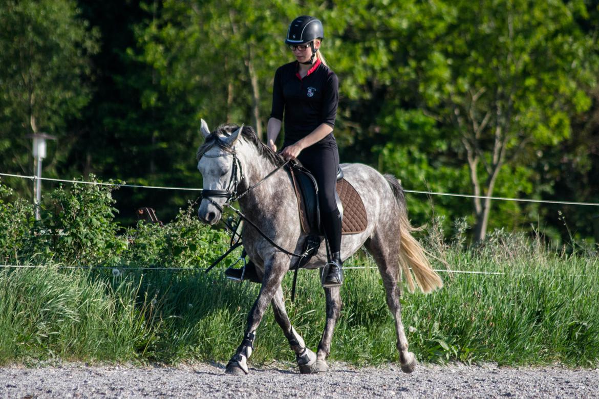 Anden særlig race Stald Arabians Jemeela [Tidl. lånehest] - Juni 2016. billede 7