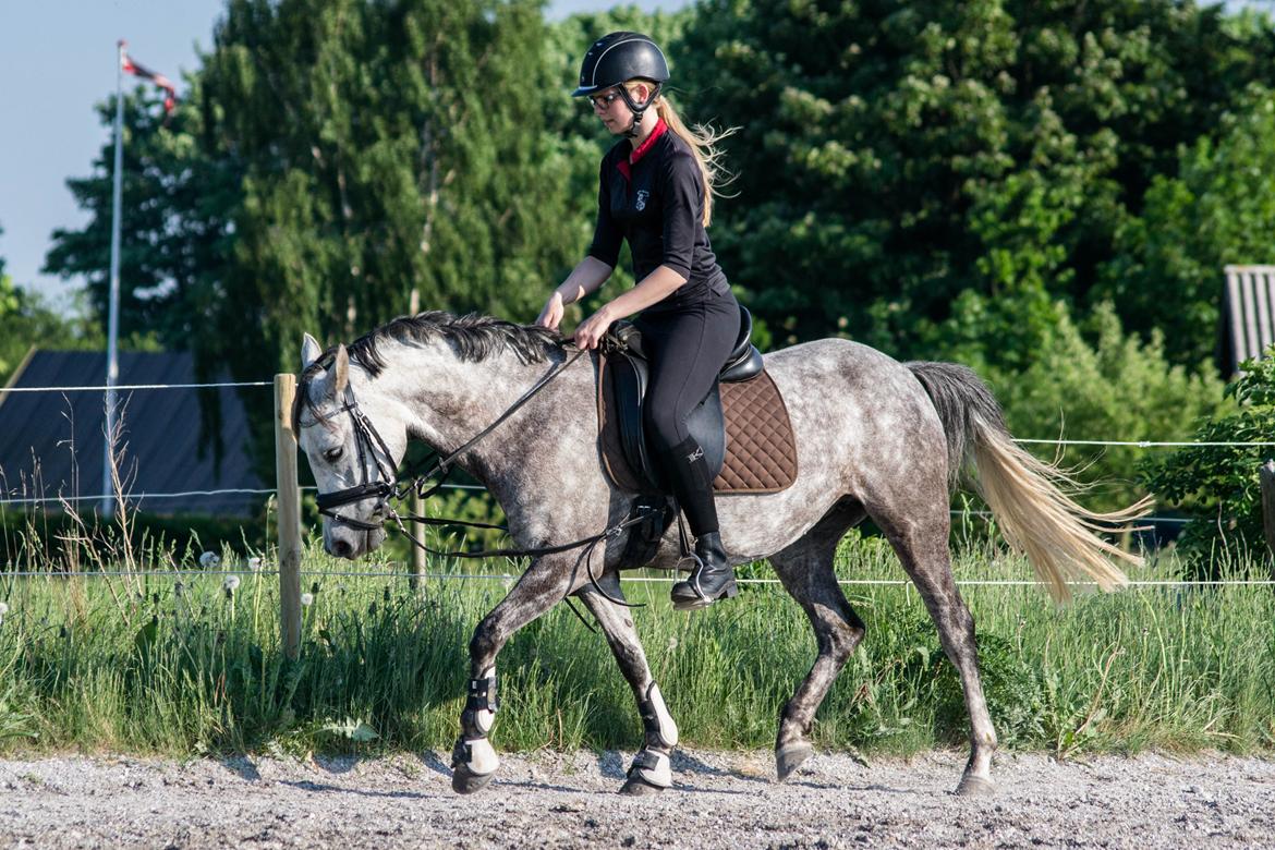 Anden særlig race Stald Arabians Jemeela [Tidl. lånehest] - Juni 2016. billede 8