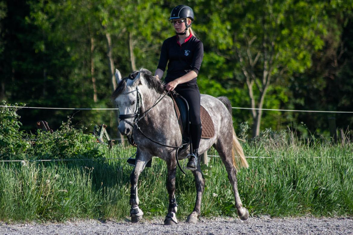 Anden særlig race Stald Arabians Jemeela [Tidl. lånehest] - Juni 2016. billede 10