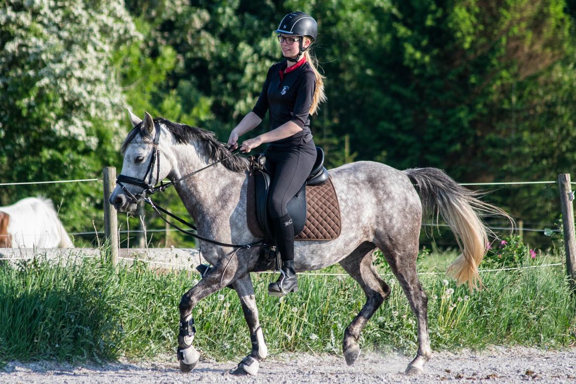 Anden særlig race Stald Arabians Jemeela [Tidl. lånehest] - Juni 2016. billede 11