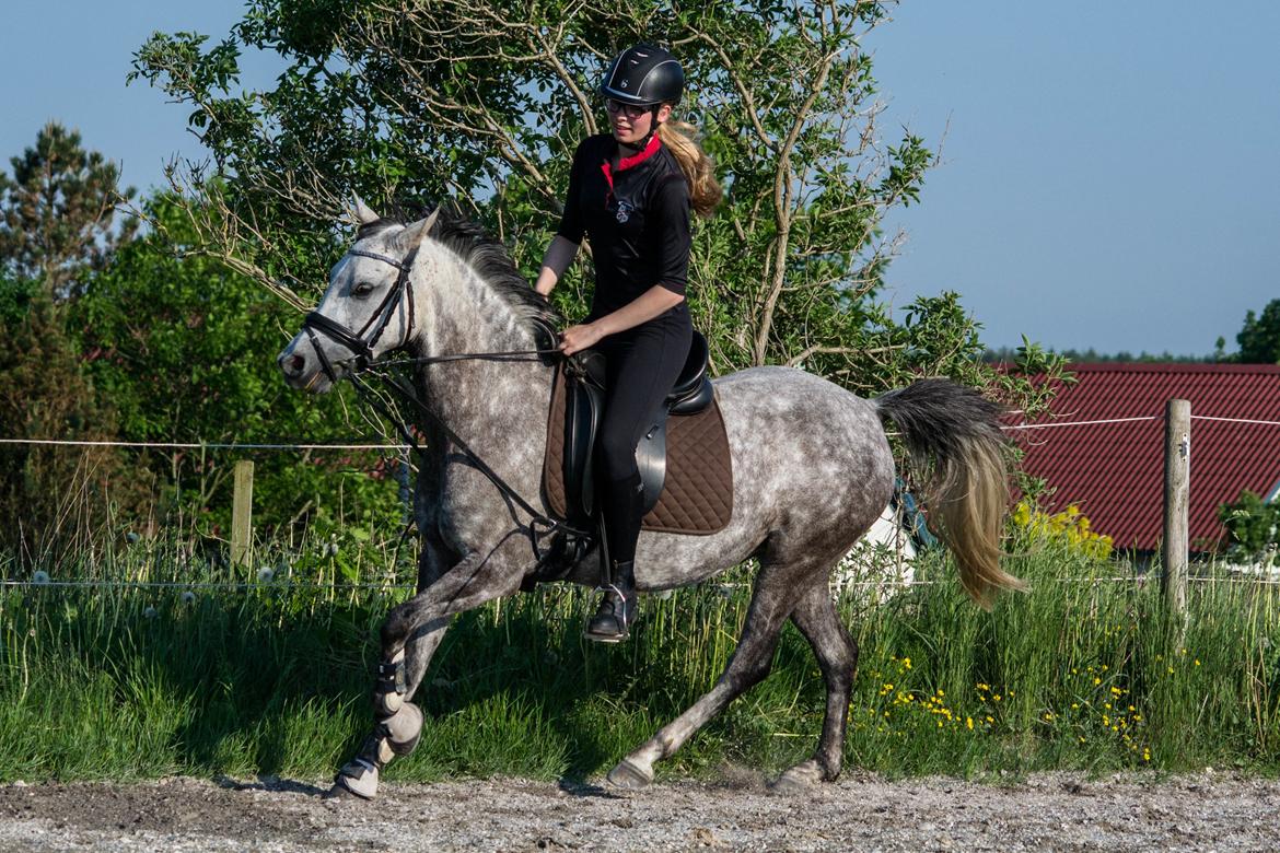 Anden særlig race Stald Arabians Jemeela [Tidl. lånehest] - Juni 2016. billede 13