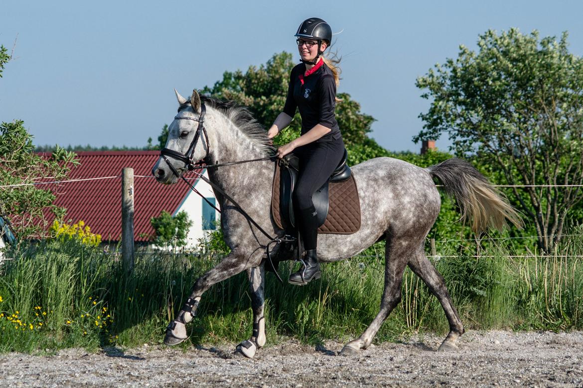 Anden særlig race Stald Arabians Jemeela [Tidl. lånehest] - Juni 2016. billede 14