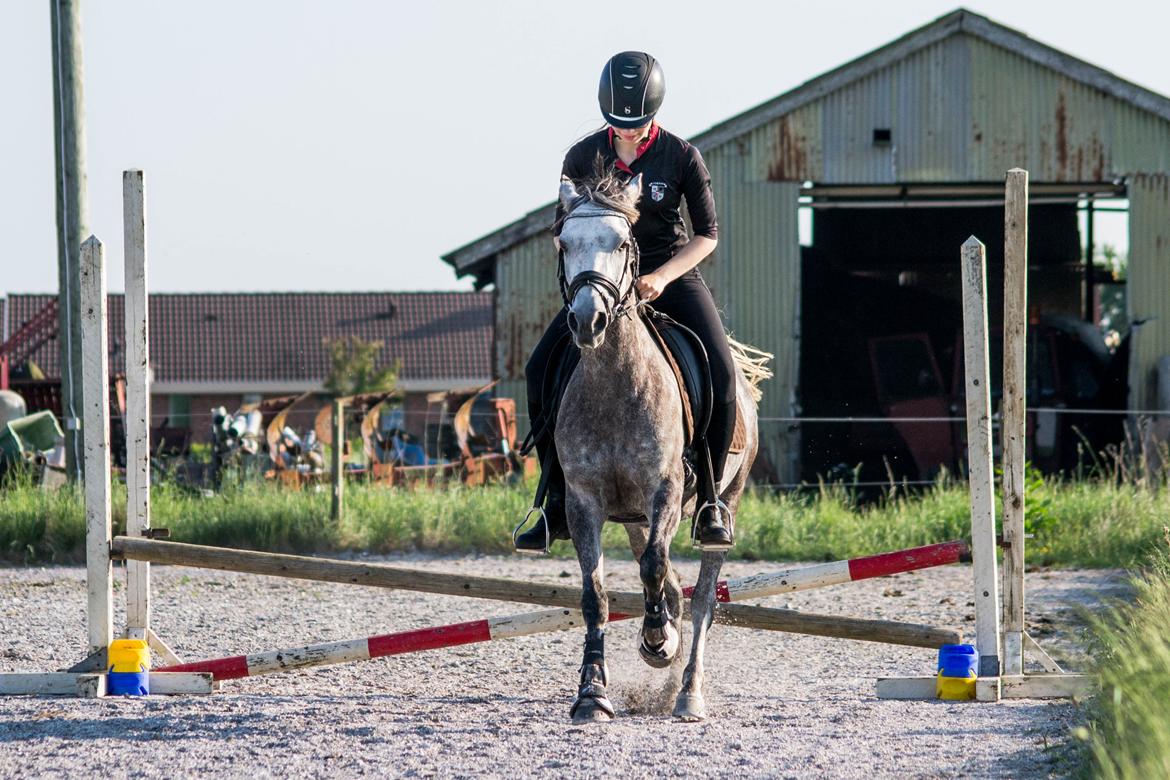 Anden særlig race Stald Arabians Jemeela [Tidl. lånehest] - Juni 2016. billede 3