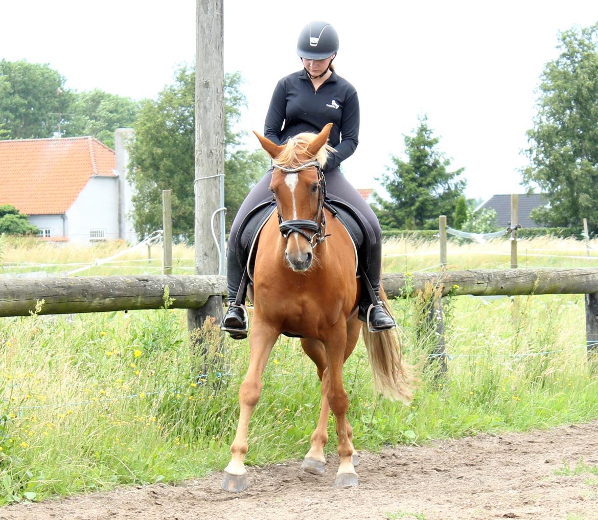 Appaloosa Sequoia van de lorkeershoeve <3 - det er ikke altid nemt at være "dressurpony":p her i en versade billede 37