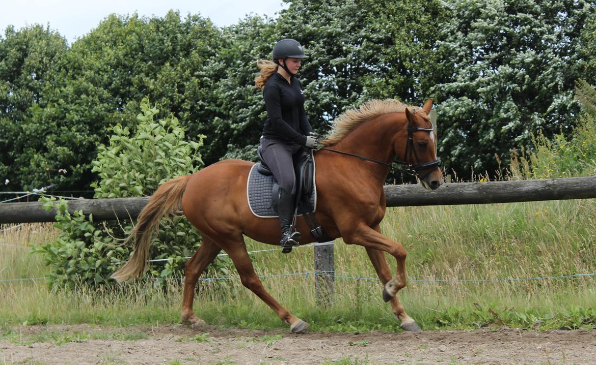 Appaloosa Sequoia van de lorkeershoeve <3 - foto sofie andersen billede 28