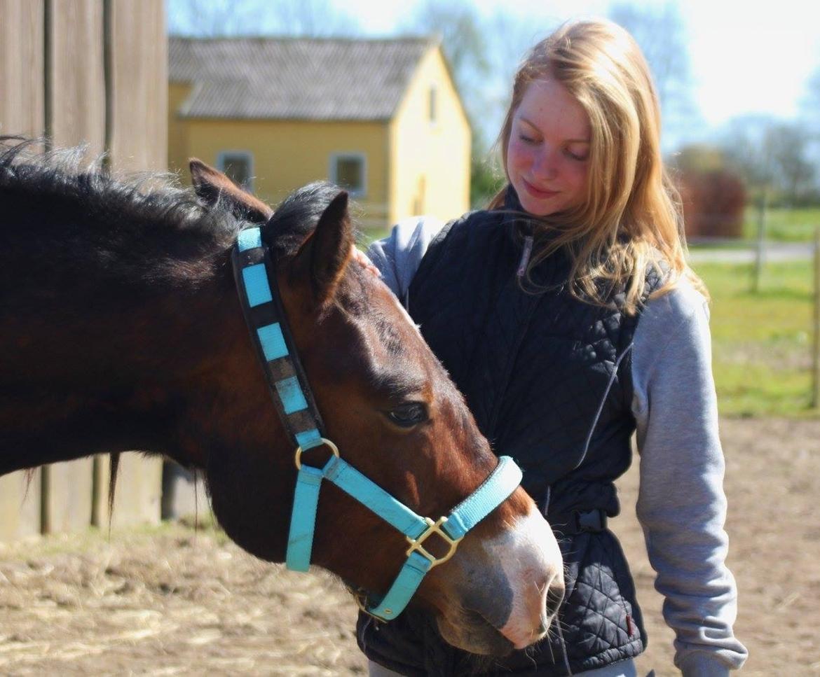 Welsh Cob (sec D) - Valhallas Sea Breeze billede 6