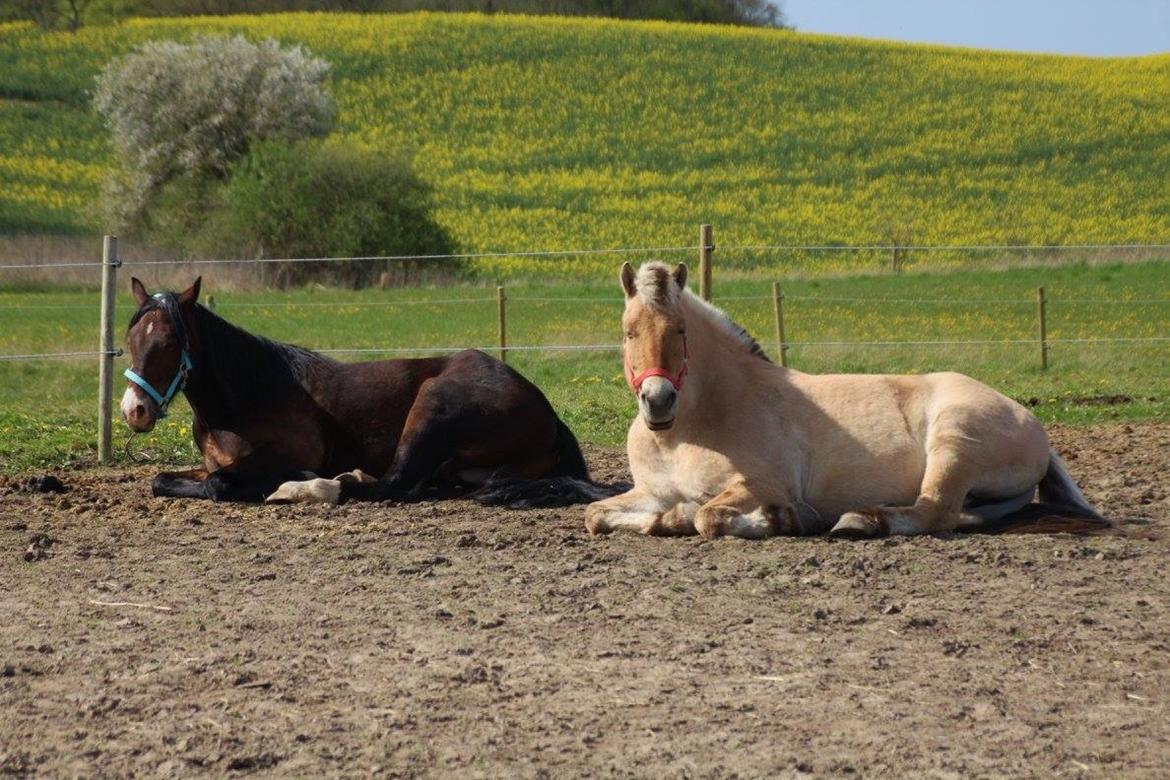 Welsh Cob (sec D) - Valhallas Sea Breeze billede 7