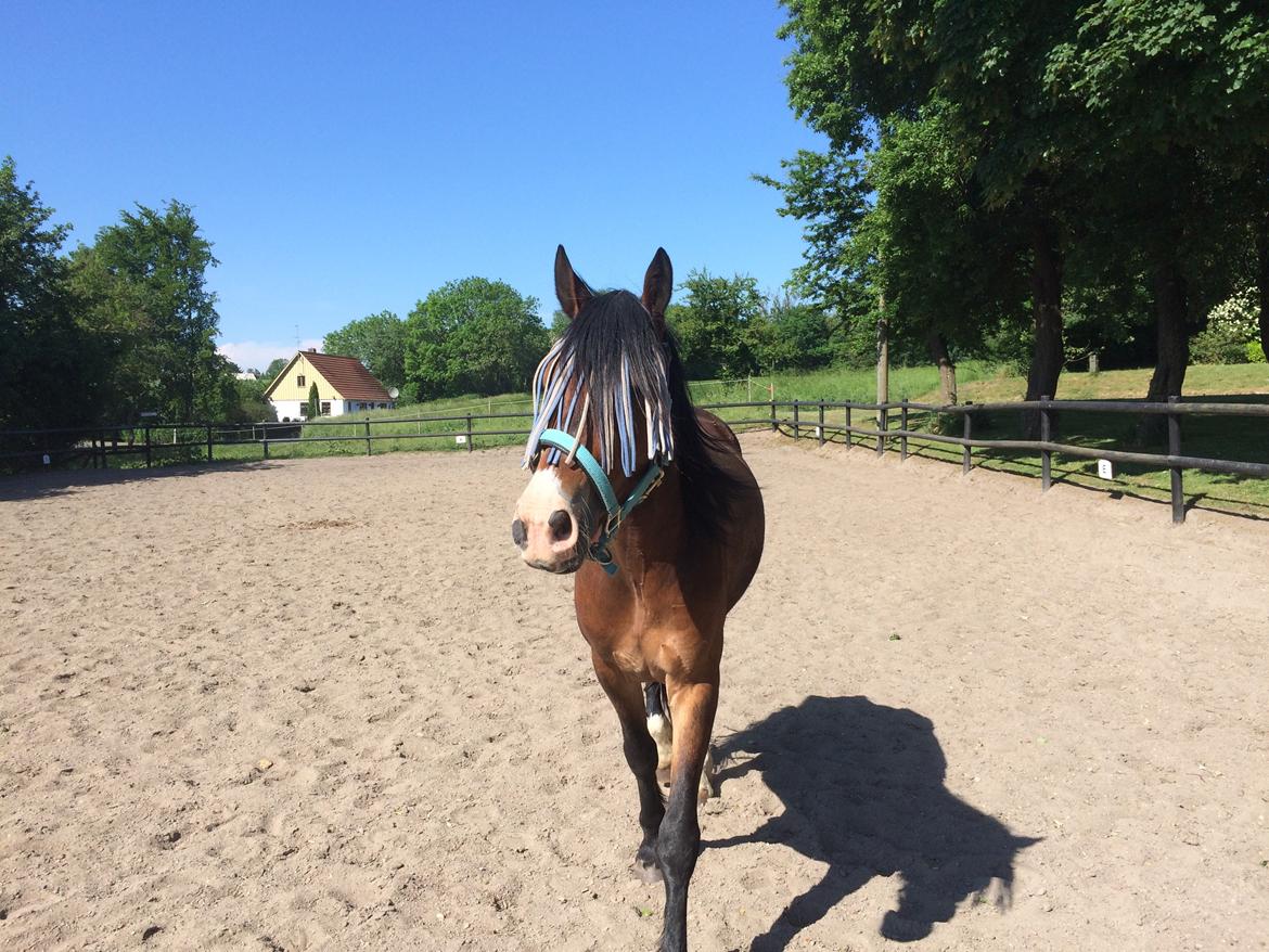 Welsh Cob (sec D) - Valhallas Sea Breeze billede 14