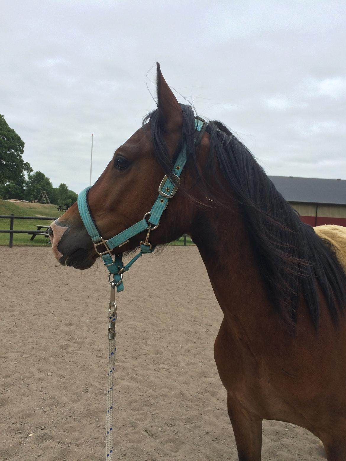 Welsh Cob (sec D) - Valhallas Sea Breeze billede 16