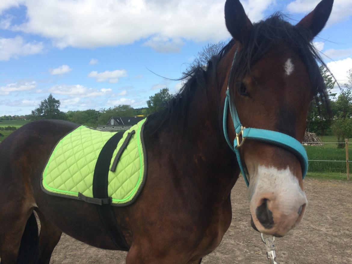 Welsh Cob (sec D) - Valhallas Sea Breeze billede 10