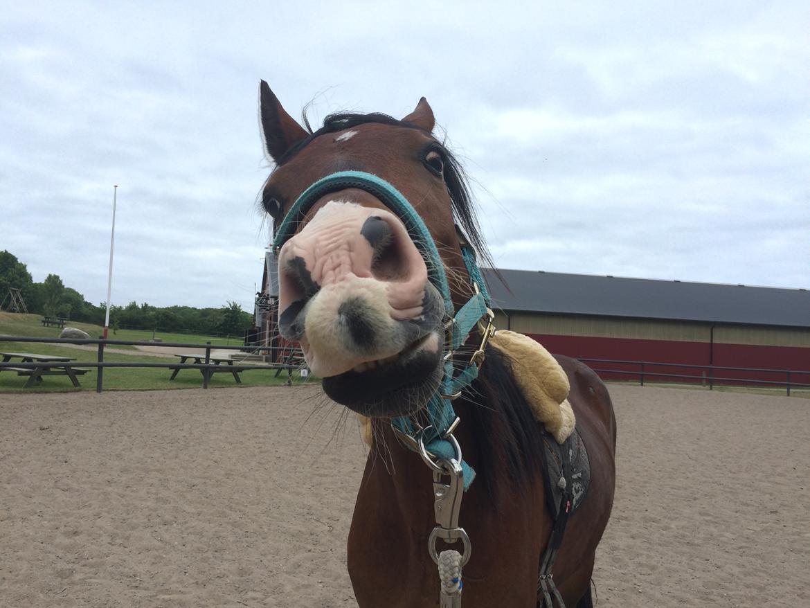 Welsh Cob (sec D) - Valhallas Sea Breeze billede 17