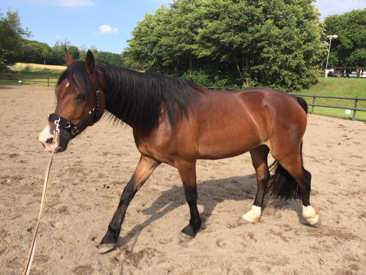 Welsh Cob (sec D) - Valhallas Sea Breeze billede 20