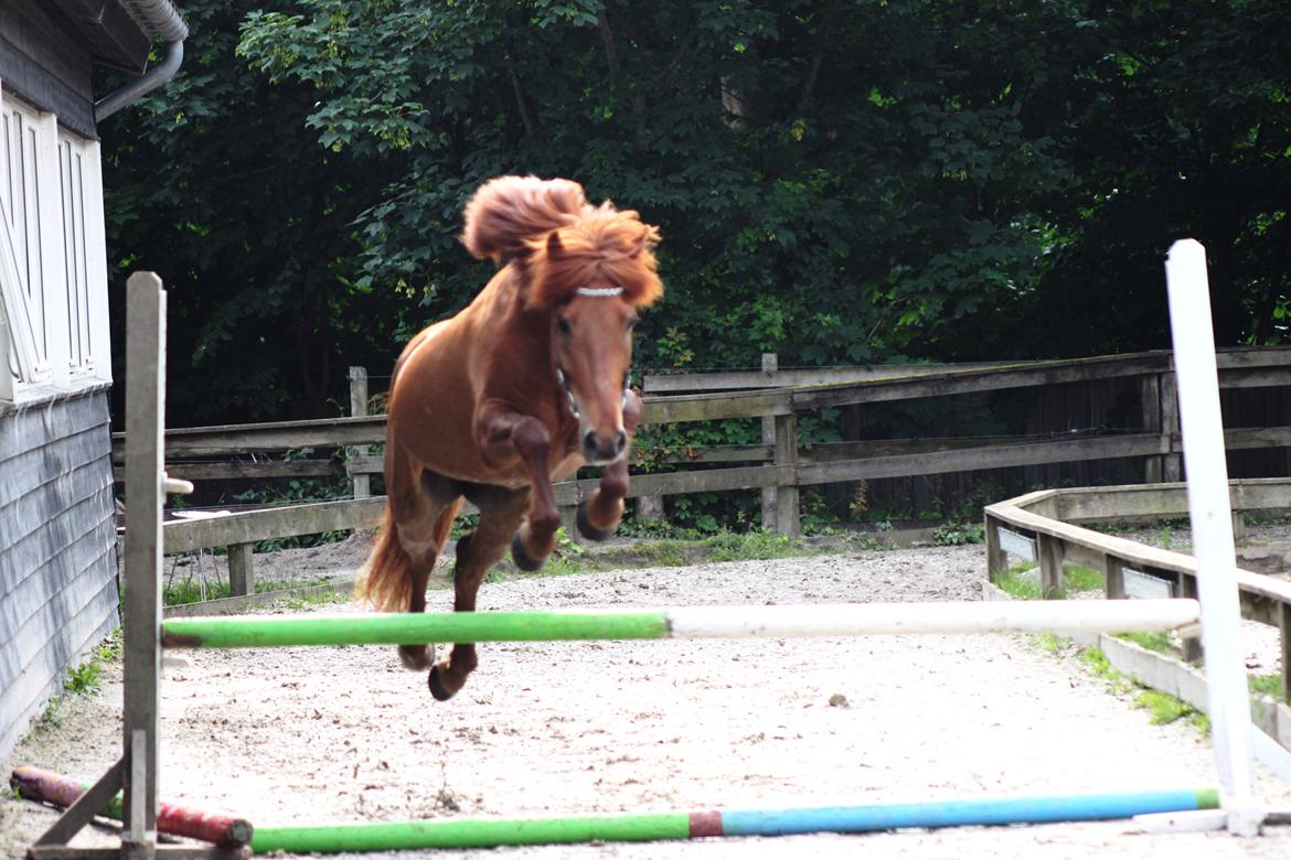 Islænder Kiljan fra Vindbyholt billede 2