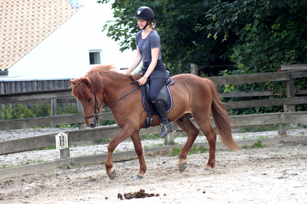 Islænder Kiljan fra Vindbyholt - 2016.. billede 19