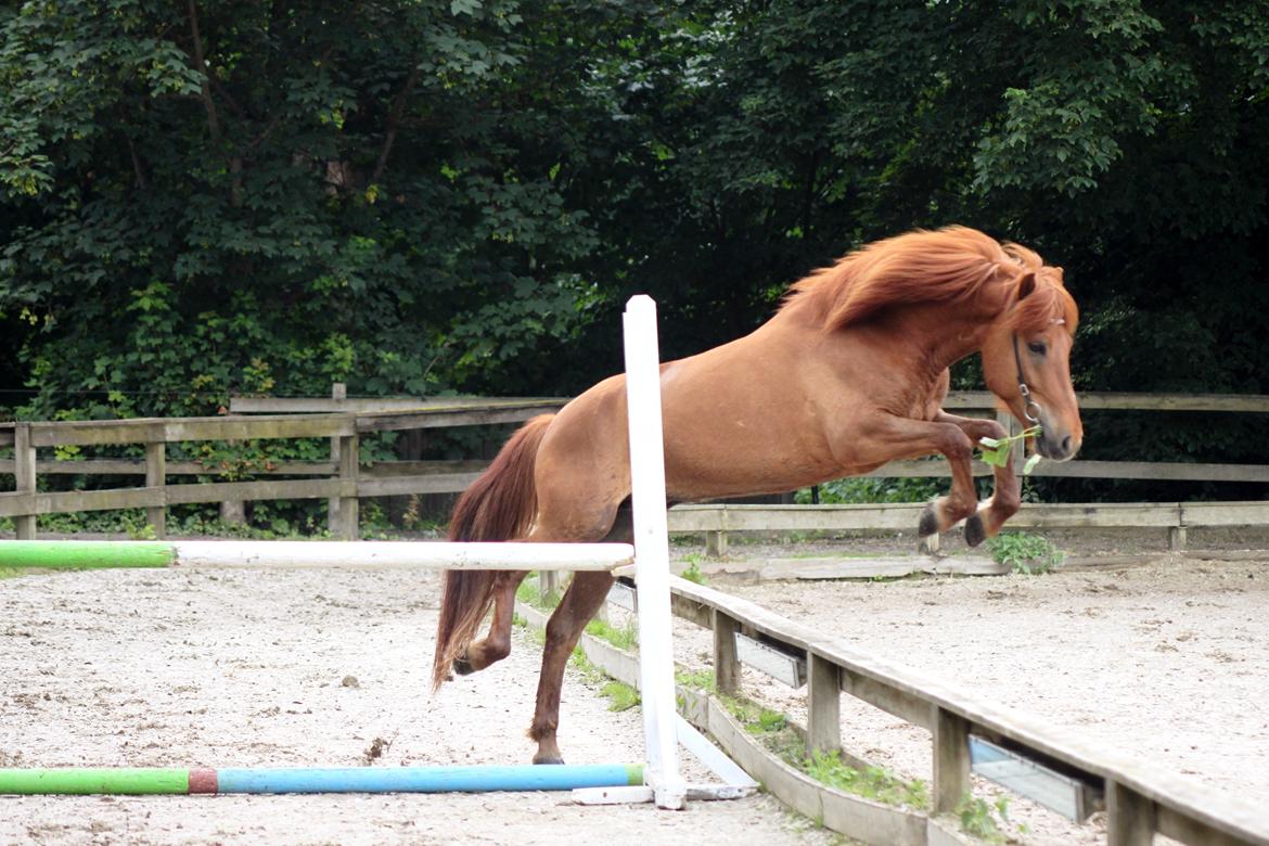 Islænder Kiljan fra Vindbyholt - Has talent.. Needs direction billede 13