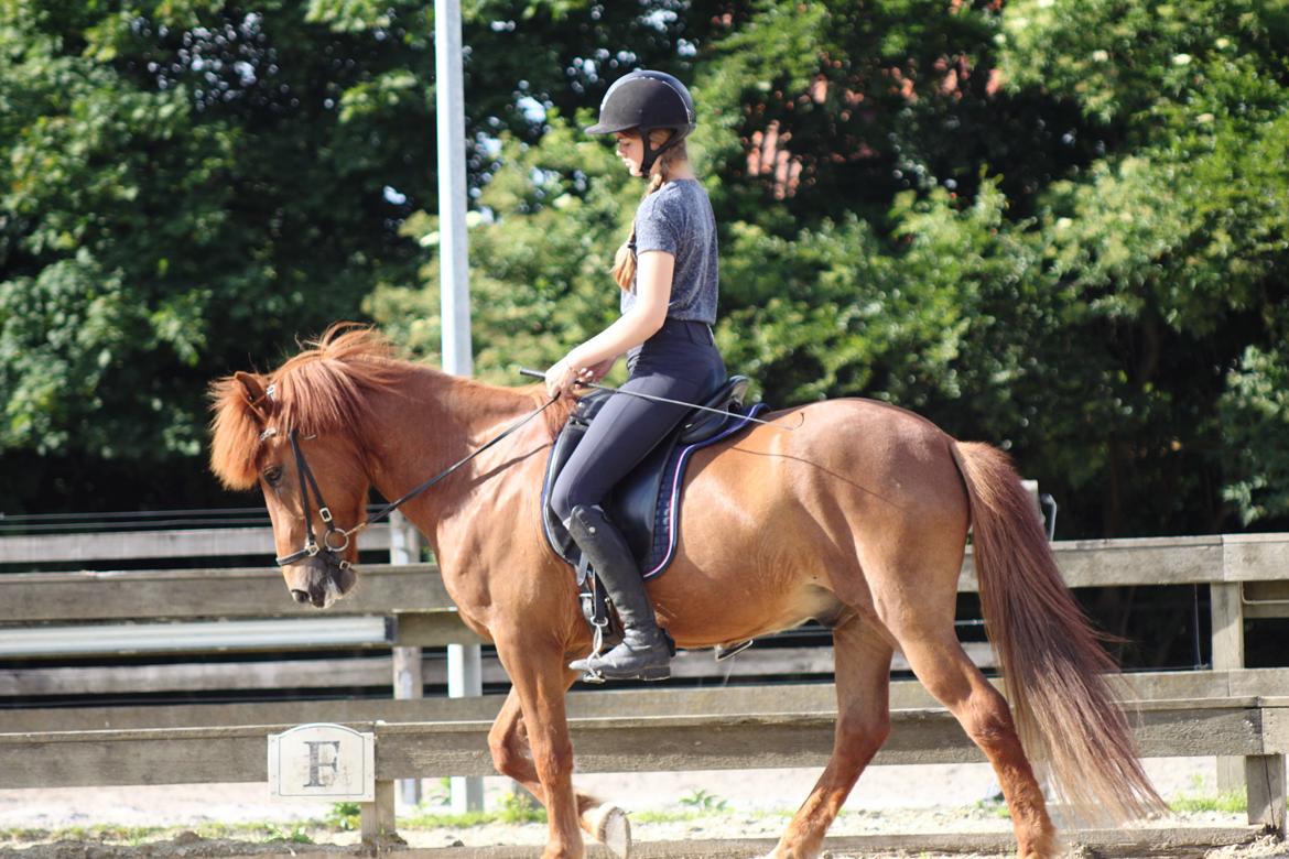 Islænder Kiljan fra Vindbyholt - Without hard work, nothing grows but weeds. billede 8