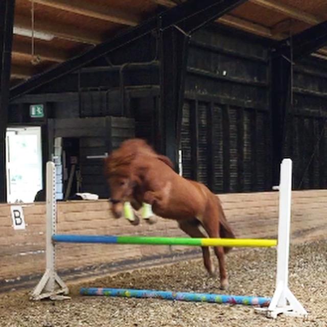 Islænder Kiljan fra Vindbyholt billede 16