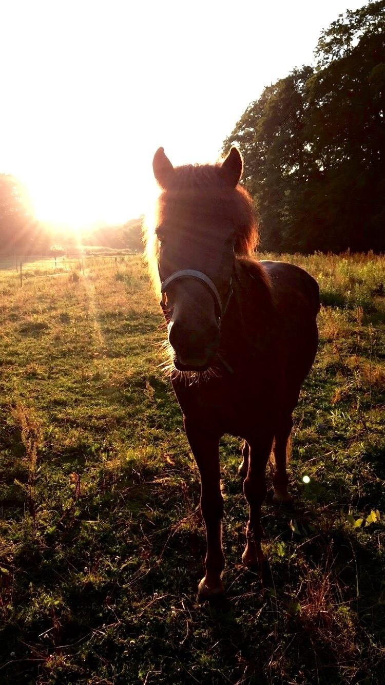 Islænder Kiljan fra Vindbyholt billede 5