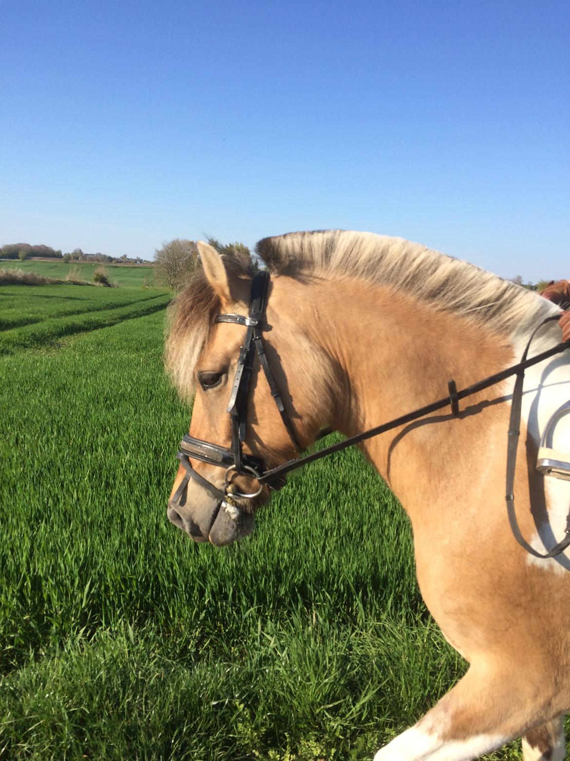 Anden særlig race Kronborggårdens Condolezza<3 billede 7