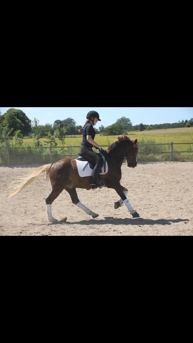 Welsh Pony af Cob-type (sec C) Møllebos Laval billede 16