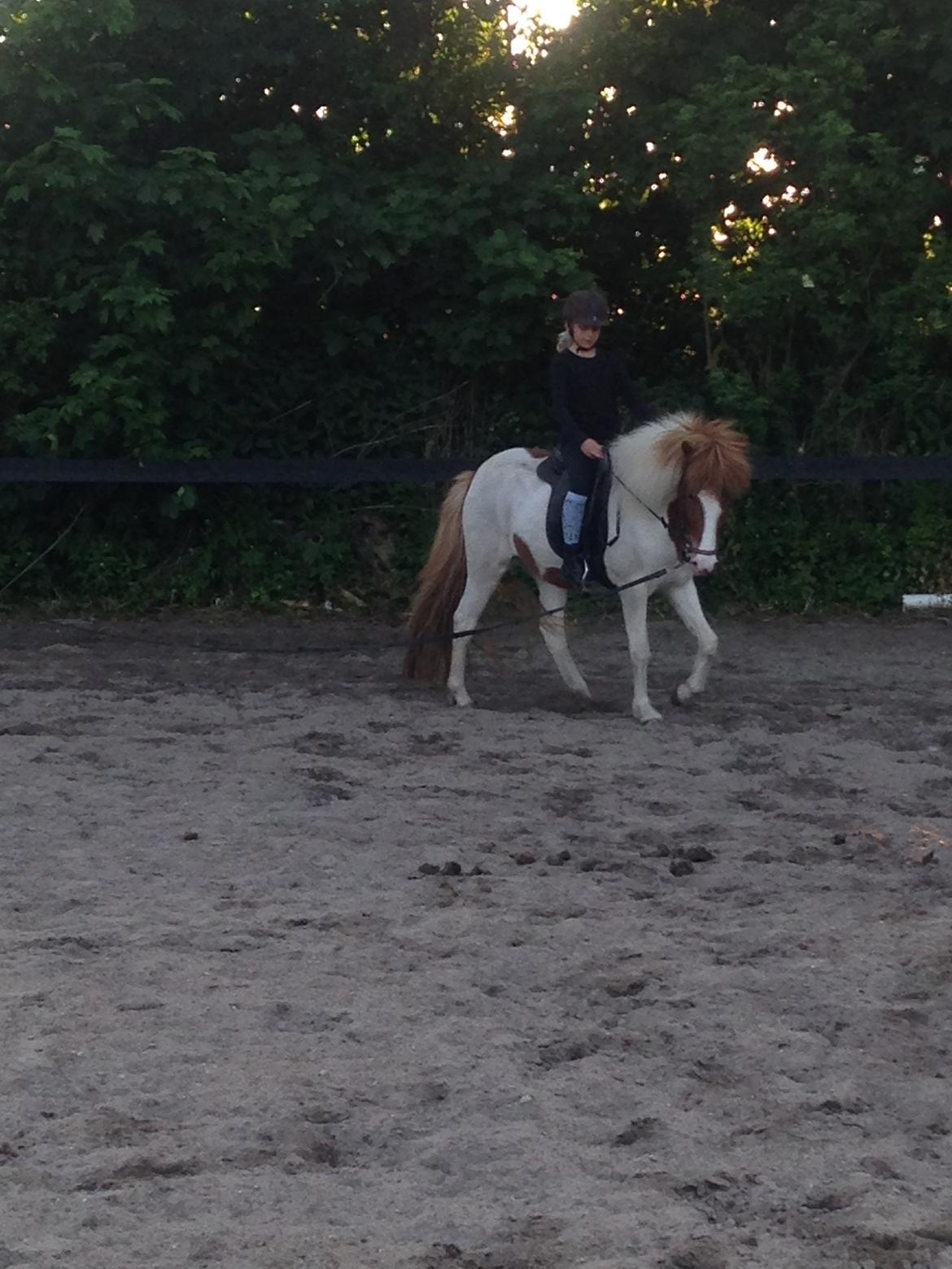 Islænder Litla fra Midtgaard billede 16