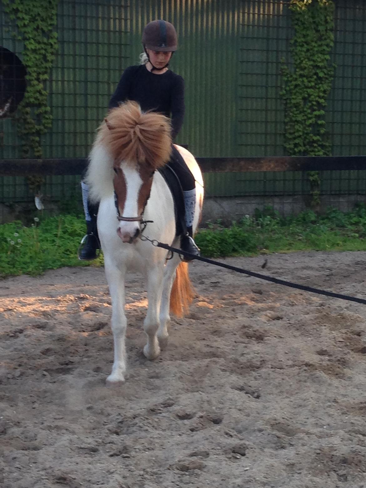 Islænder Litla fra Midtgaard billede 17