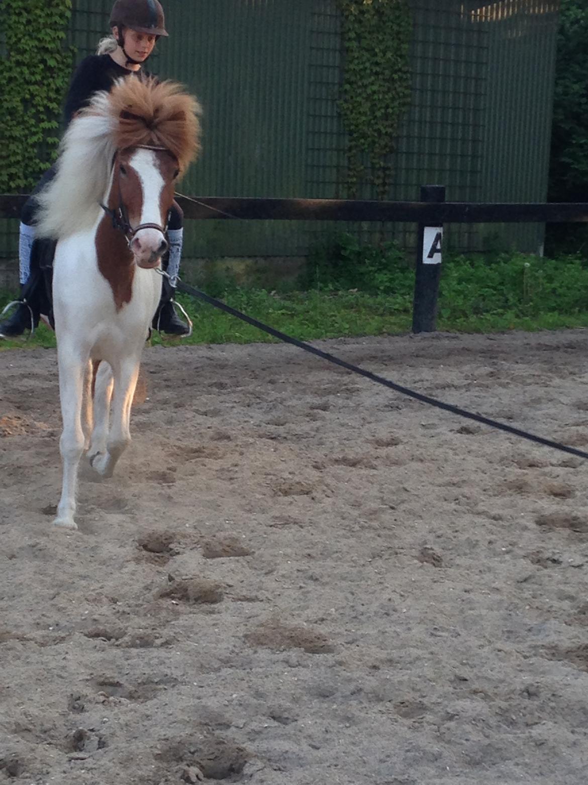 Islænder Litla fra Midtgaard billede 18