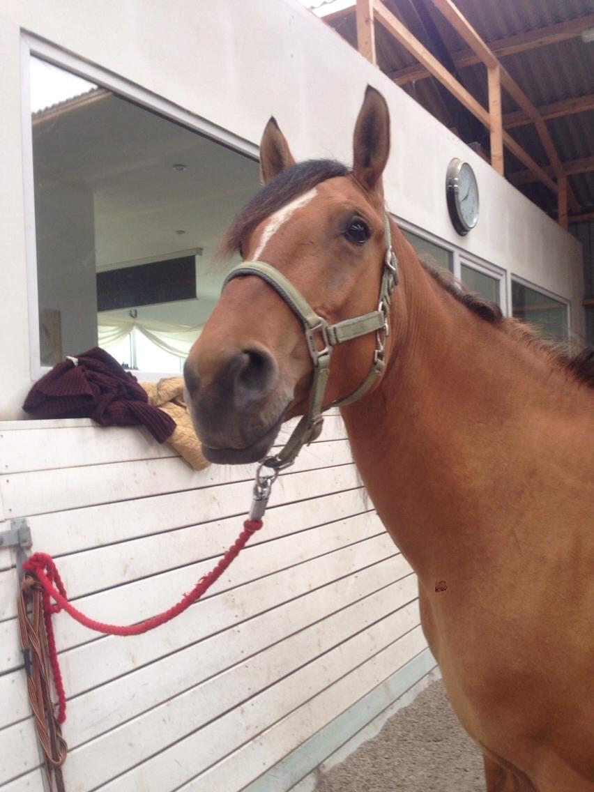 Mustang Goldhearted Fabiola billede 17