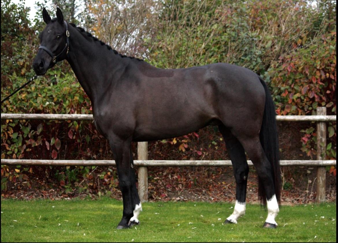 Dansk Varmblod Stenkærgårds Attention (B-hest) billede 1