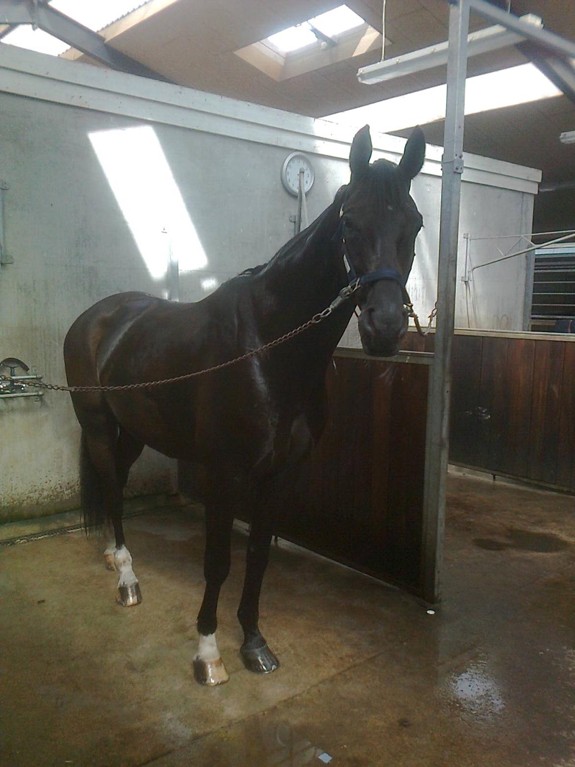 Dansk Varmblod Stenkærgårds Attention (B-hest) billede 4