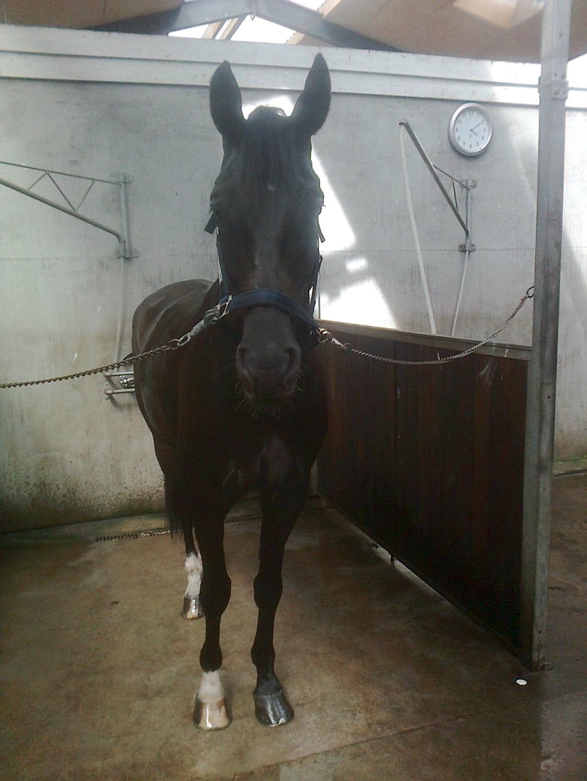 Dansk Varmblod Stenkærgårds Attention (B-hest) billede 5