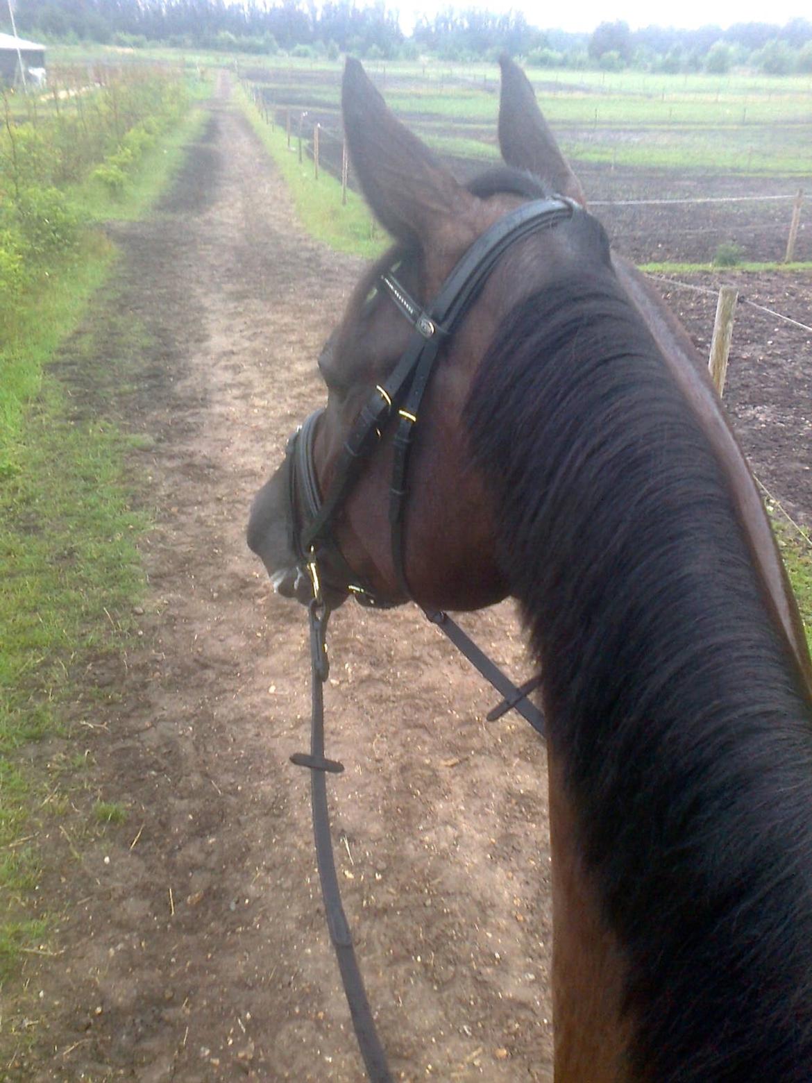 Dansk Varmblod Stenkærgårds Attention (B-hest) billede 2