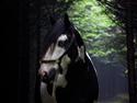 Irish Cob Gordon Blue