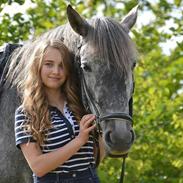 Anden særlig race Anden særlig race Antares PRE/Traver (Tidl. part) 