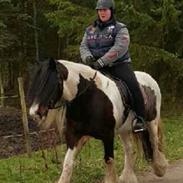 Irish Cob Isolde