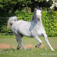 Welsh Mountain (sec A) Fakla corona