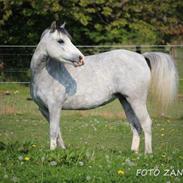 Welsh Mountain (sec A) Fakla corona