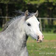 Welsh Mountain (sec A) Fakla corona