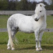 Welsh Mountain (sec A) Porsche