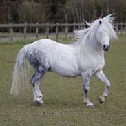 Welsh Mountain (sec A) Porsche