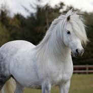 Welsh Mountain (sec A) Porsche