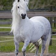 Welsh Mountain (sec A) Porsche