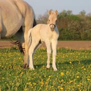 Fjordhest Skous Duskal