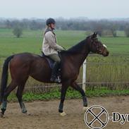 Fuldblod (XX) Frk. Stjerneskud †9.5.05