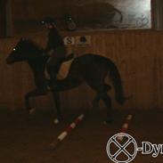 Fuldblod (XX) Frk. Stjerneskud †9.5.05